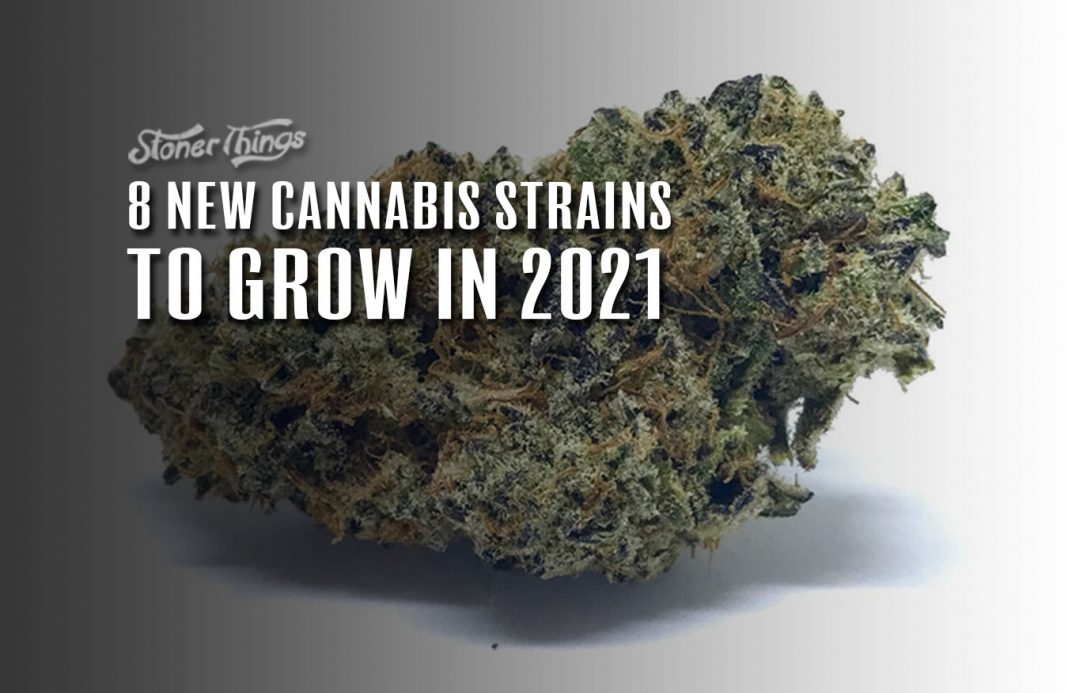 8 New Cannabis Strains to Grow in 2021 Stoner Things