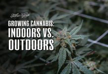 growing cannabis indoors vs outdoors