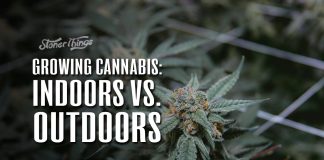 growing cannabis indoors vs outdoors