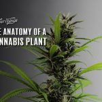 Cannabis Plant Anatomy anatomy of cannabis plant