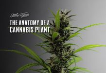 Cannabis Plant Anatomy anatomy of cannabis plant