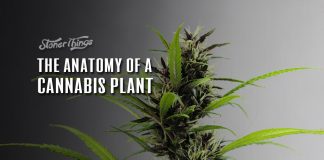 anatomy of cannabis plant
