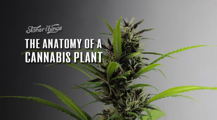 anatomy of cannabis plant