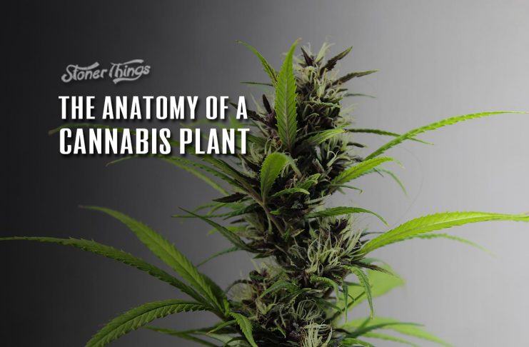 anatomy of cannabis plant