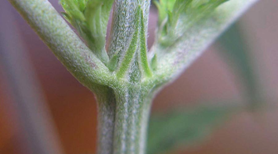 cannabis plant node