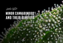 minor cannabinoids rare cannabinoids