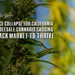 price collapsose california wholesale cannabis