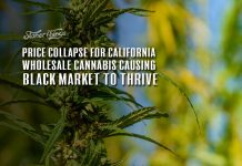 price collapsose california wholesale cannabis