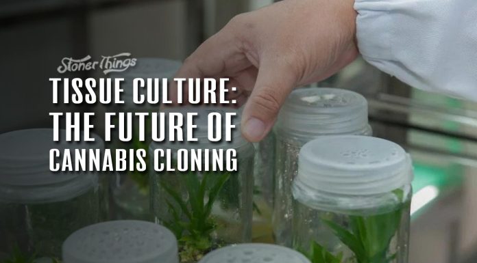 tissue culture cannabis cloning