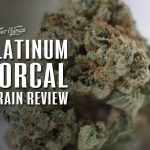 Platinum NorCal strain review