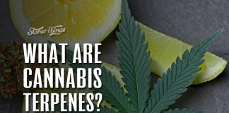 cannabis terpenes