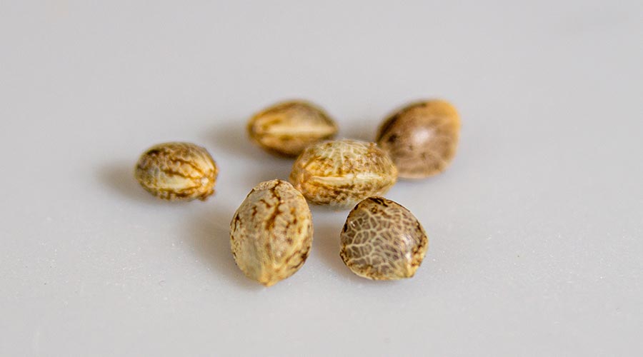 feminized cannabis seeds