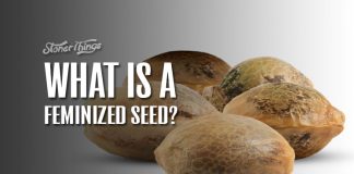 feminized marijuana seeds