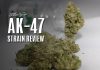 ak47 strain review