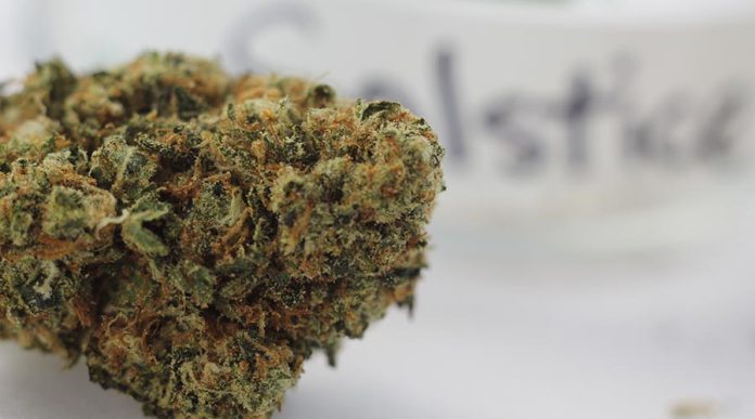 Solstice Strain Review - Stoner Things