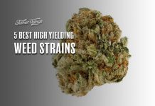 best high yielding strains