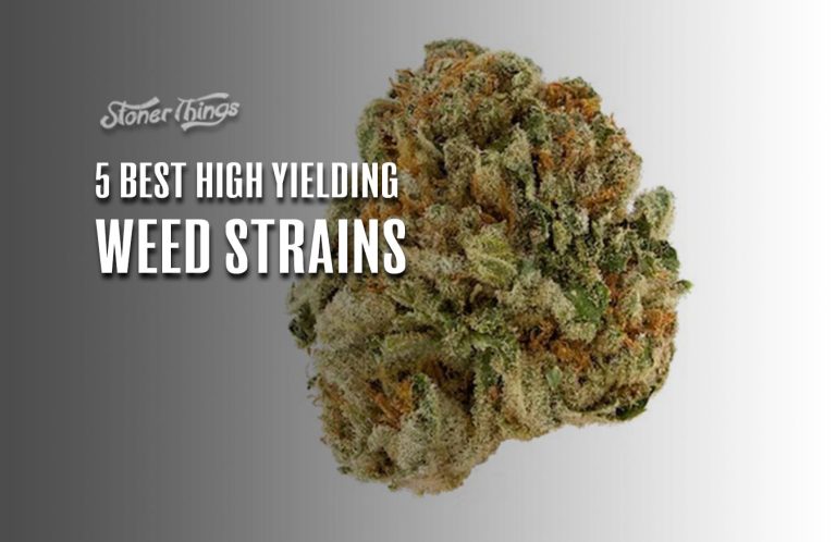 5 Best High Yielding Strains You Should Grow Stoner Things