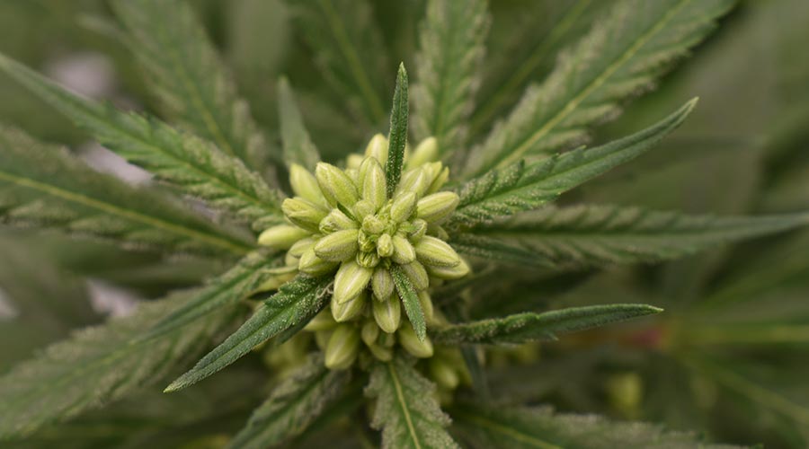 Male Cannabis Plant Node