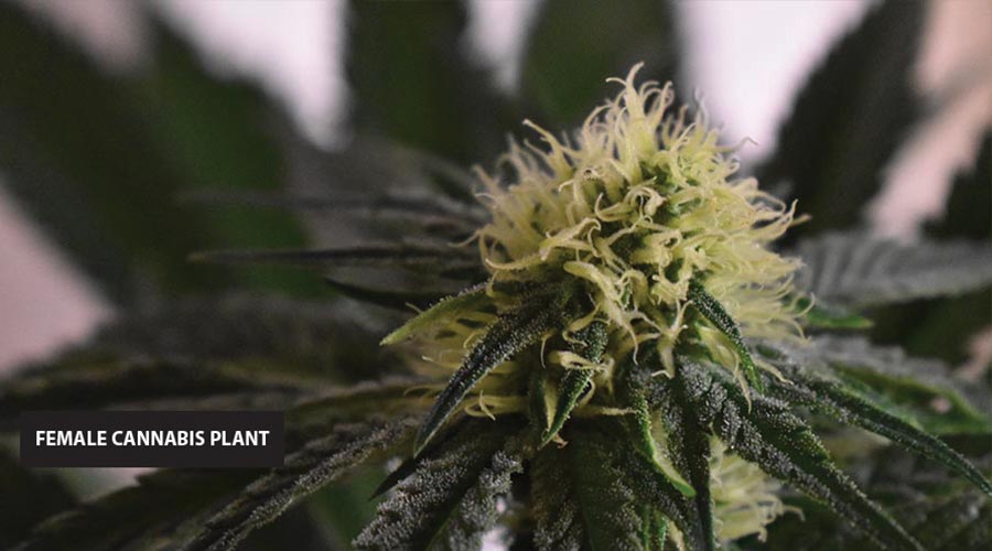 Female cannabis plant white pistils