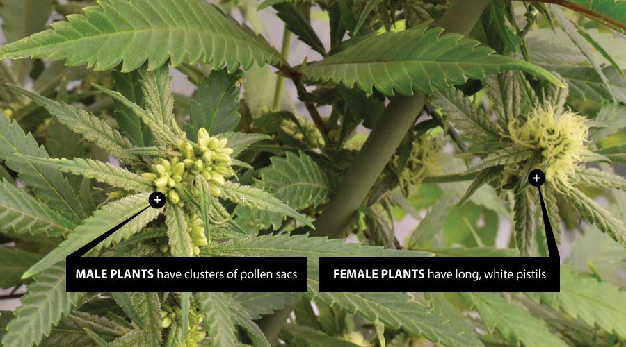 Male vs female cannabis plants comparison