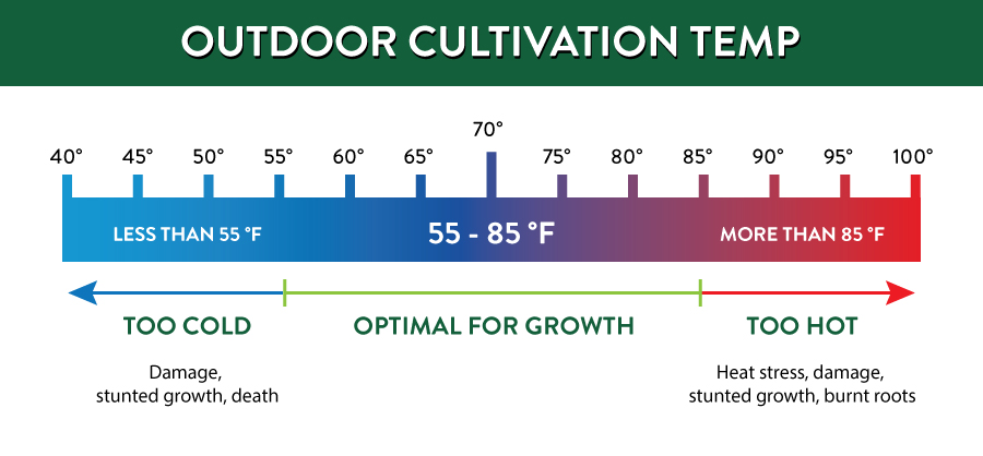 Marijuana Outdoor Cultivation Temperature Guide