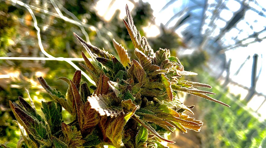 growing marijuana outdoors