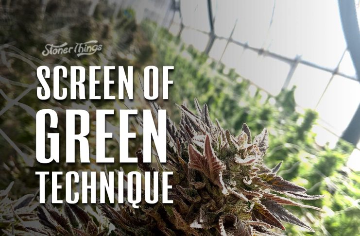 screen of green scrog technique cultivation